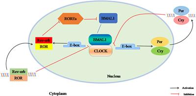 Therapeutic potential of exosomes/miRNAs in polycystic ovary syndrome induced by the alteration of circadian rhythms